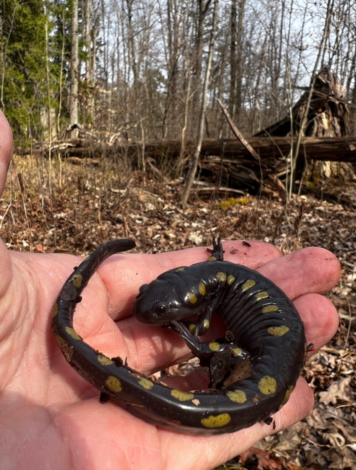 Spotted Salamander